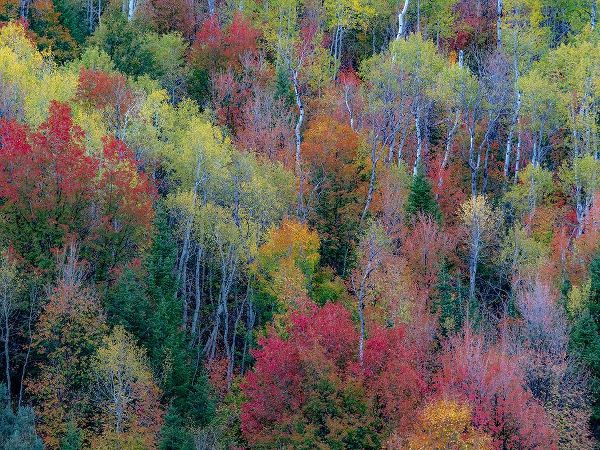 Gulin, Sylvia 아티스트의 USA-Utah-east of Logan on highway 89 and Aspen Grove and Canyon Maple in autumn colors작품입니다.